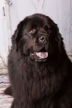 Aithor Rubens vom ritterlichen Bären Aithor Rubens vom ritterlichen Bären