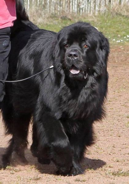 Aithor Rubens vom ritterlichen Bären Aithor Rubens vom ritterlichen Bären