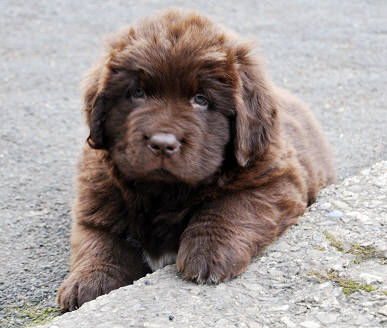 Guss vom Oberen Perftal Brauner Neufundländerwelpe