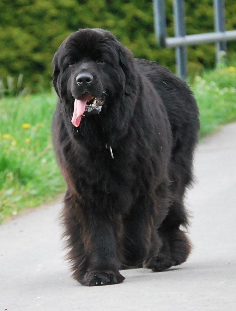 Black Bears Auenues Valerie (Elin) Black Bears Avenues Valerie