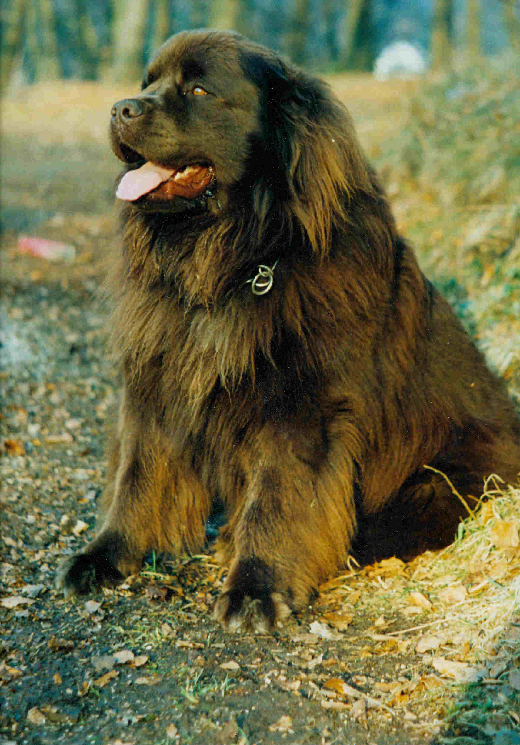 Emil vom Saaleck (Kimba)