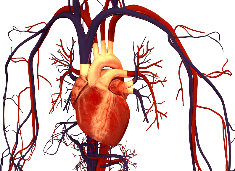Heart natural organic and healthy noah vitamin C and cardiovascular heart