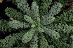 Kale benefits of Kale, natural source of Calcium