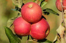 Apple benefits of Apple: source of polyphenols and antioxidants