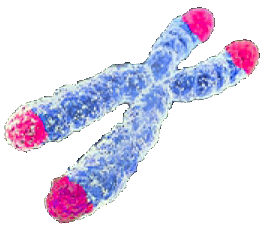 Telomeres telomeres and lifespan: how long human can live?