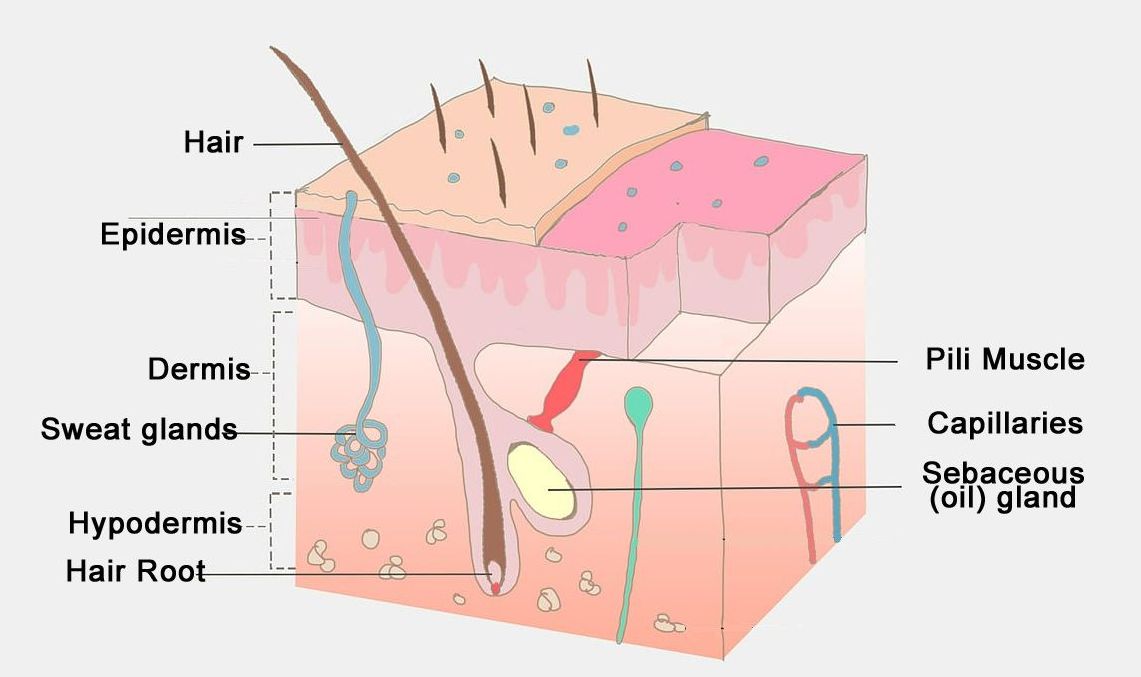 Skin Anatomy skin anatomy for proper skincare products