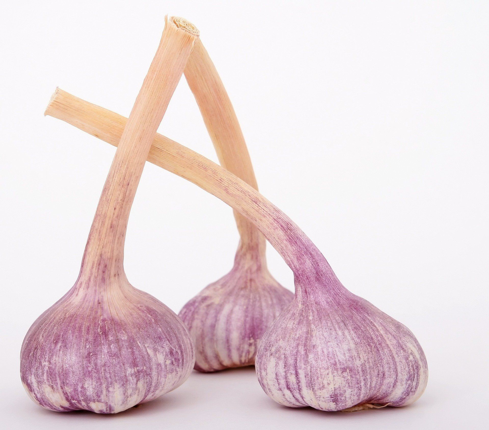 garlic immune support help