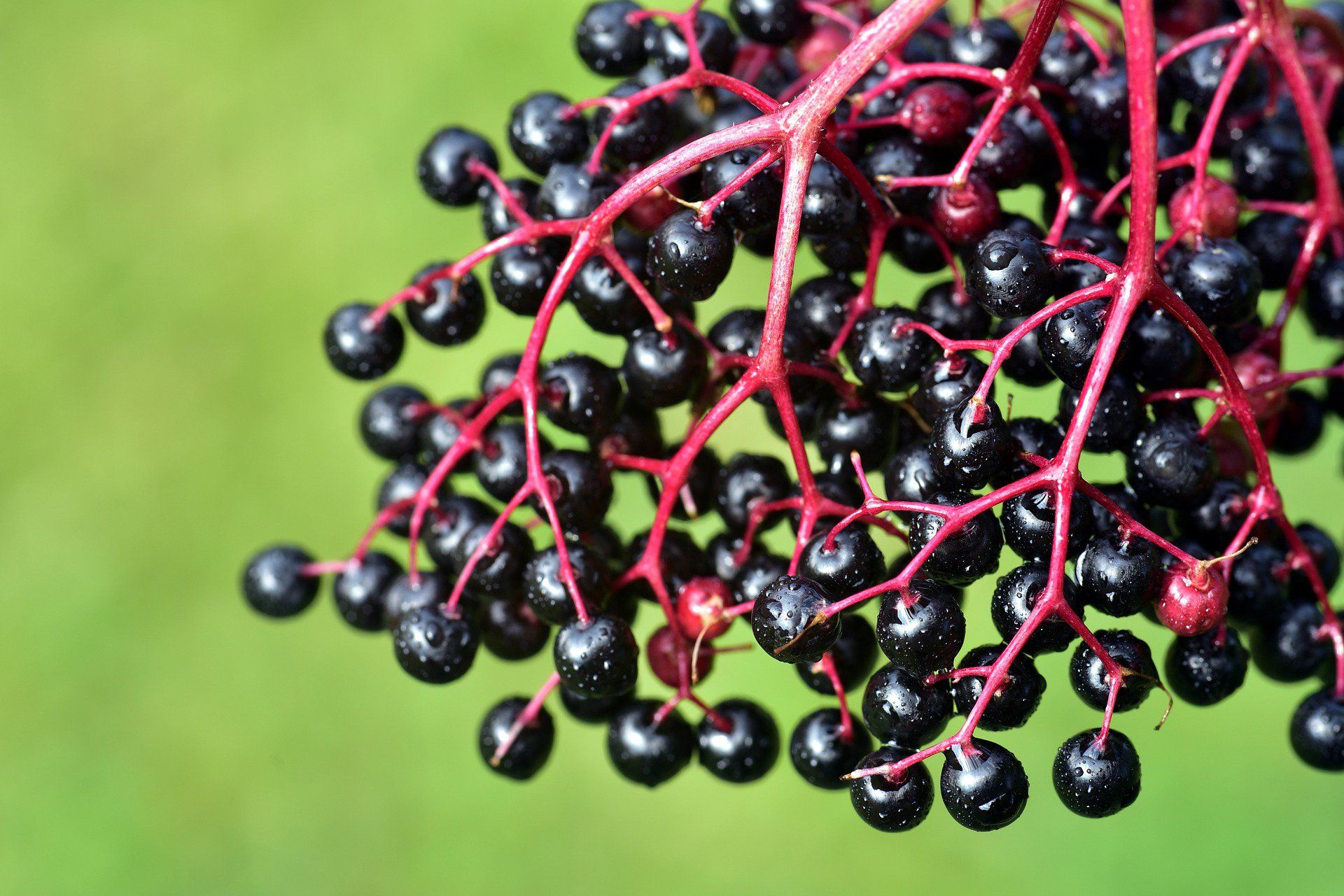 elderberry elderberry extract immune support help