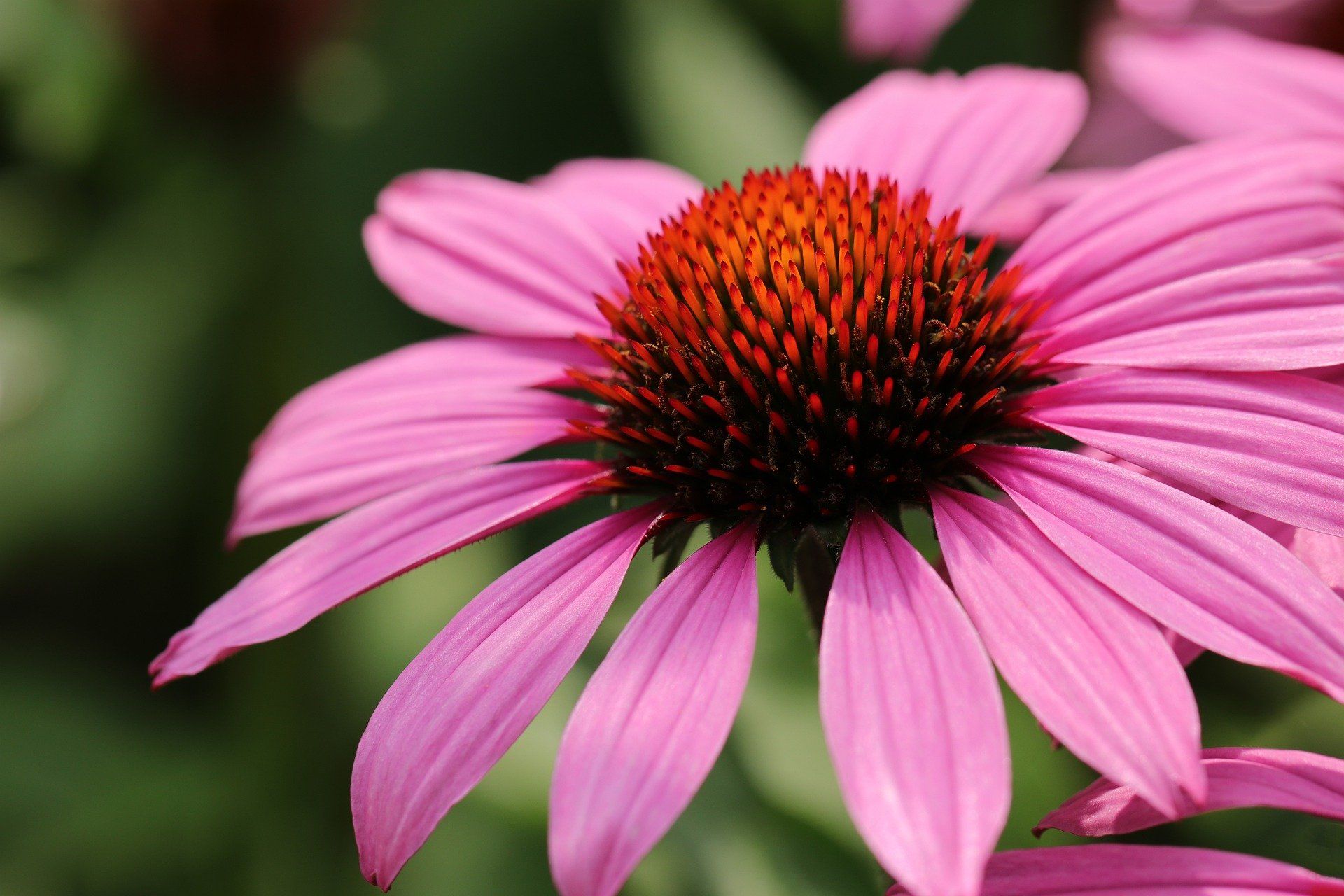 Echinacea echinacea immune support help