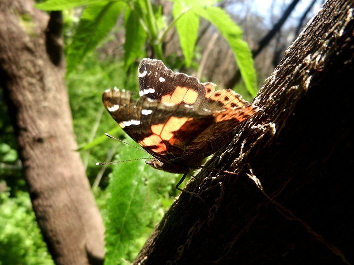 Schmetterling, La Gomera, Kanaren, Natur