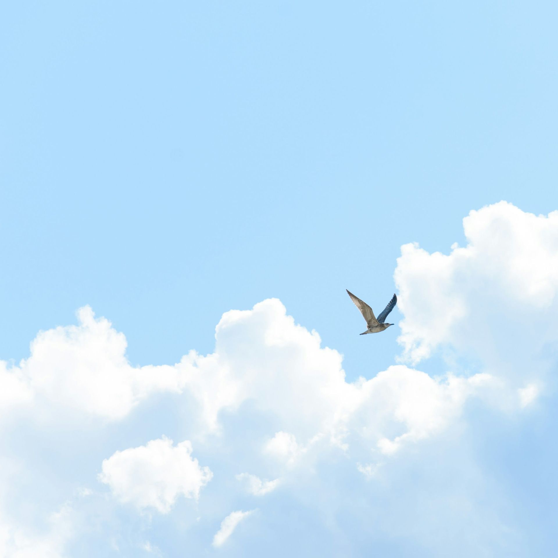 Bird flying free in the sky