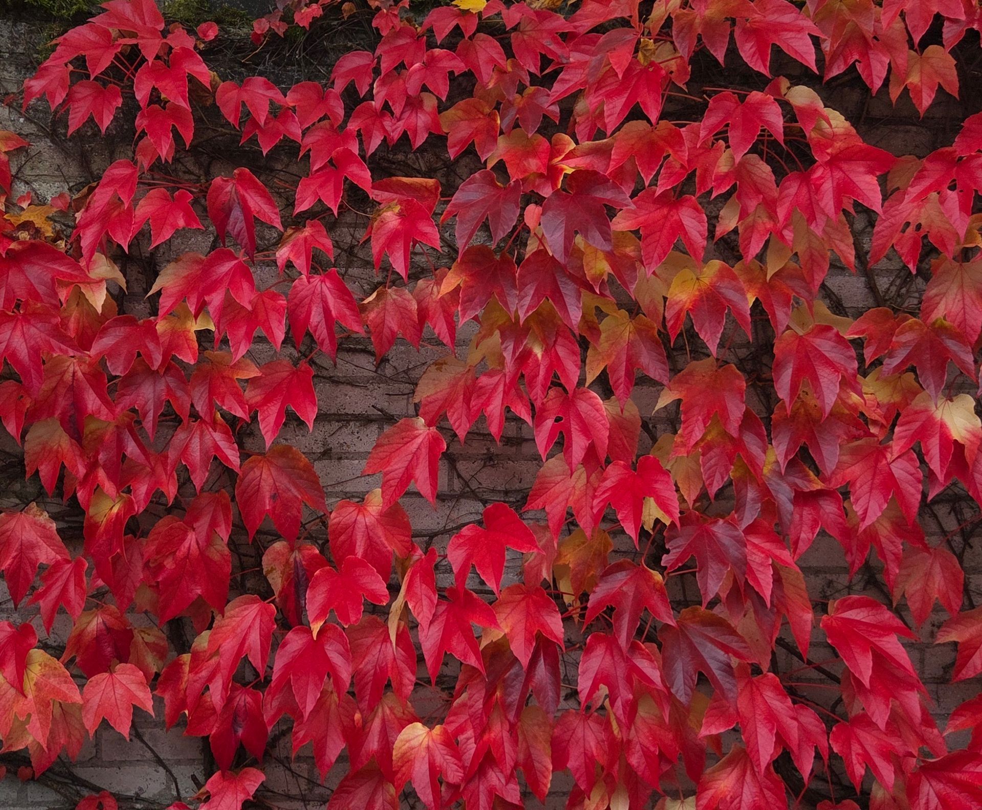 Rotes Weinlaub an einer alten Mauer unter goldenem Herbstlaub – Symbol für Wandel und Loslassen