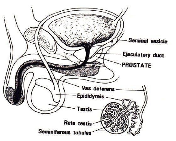 Genito-urinary tract in men