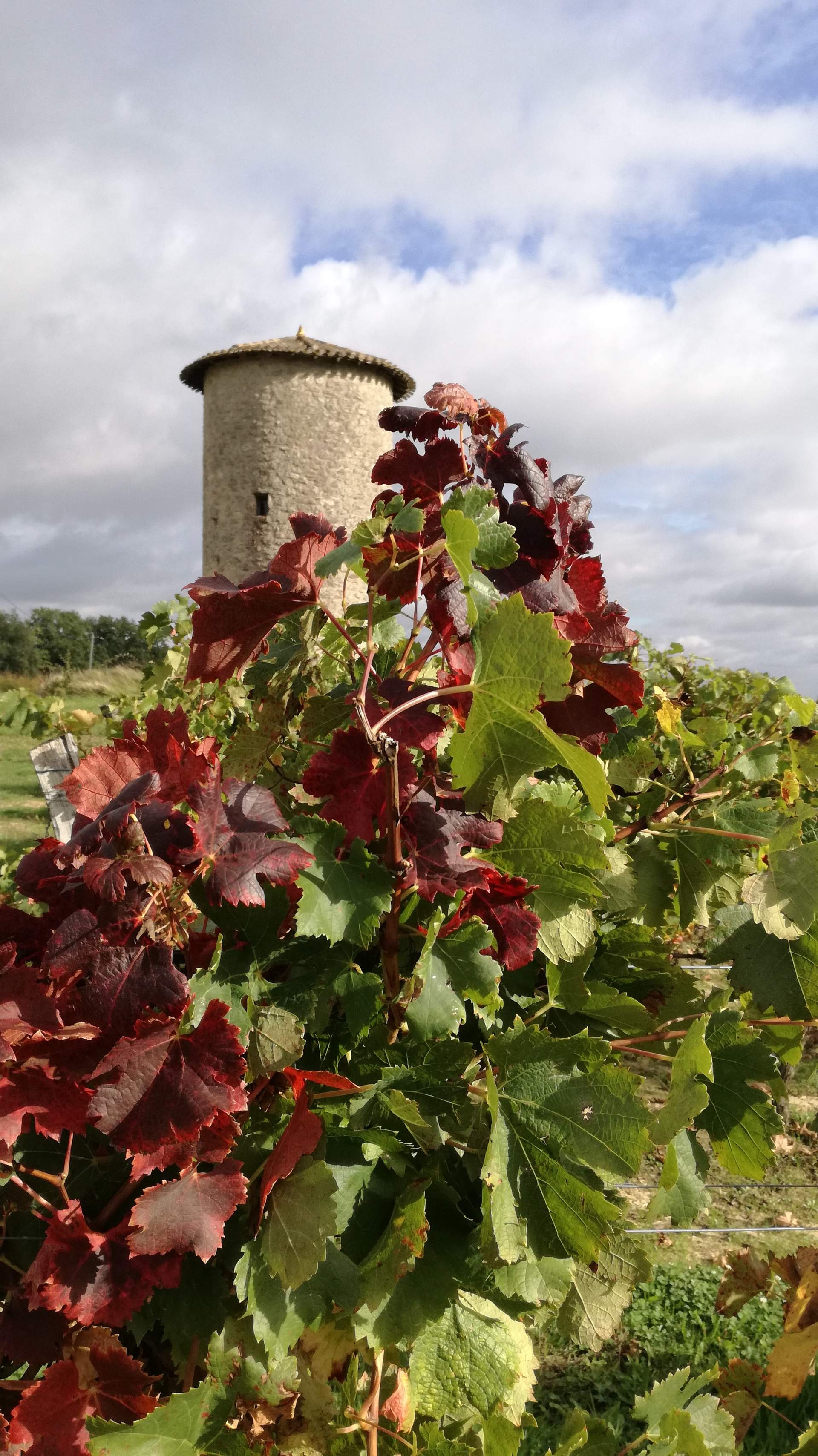 Mill and vineyard, a secret country side Lovely vineyards to discover in South West France