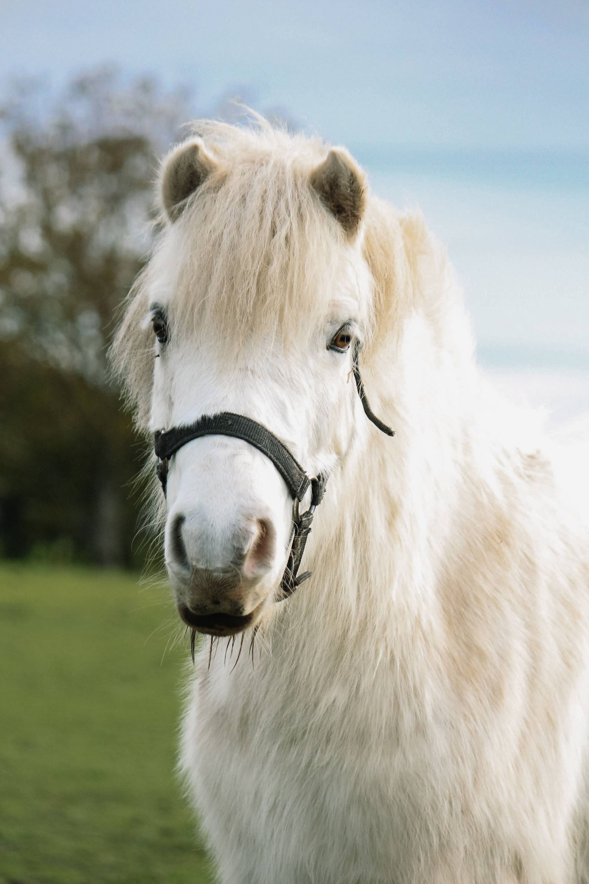 Petit poney