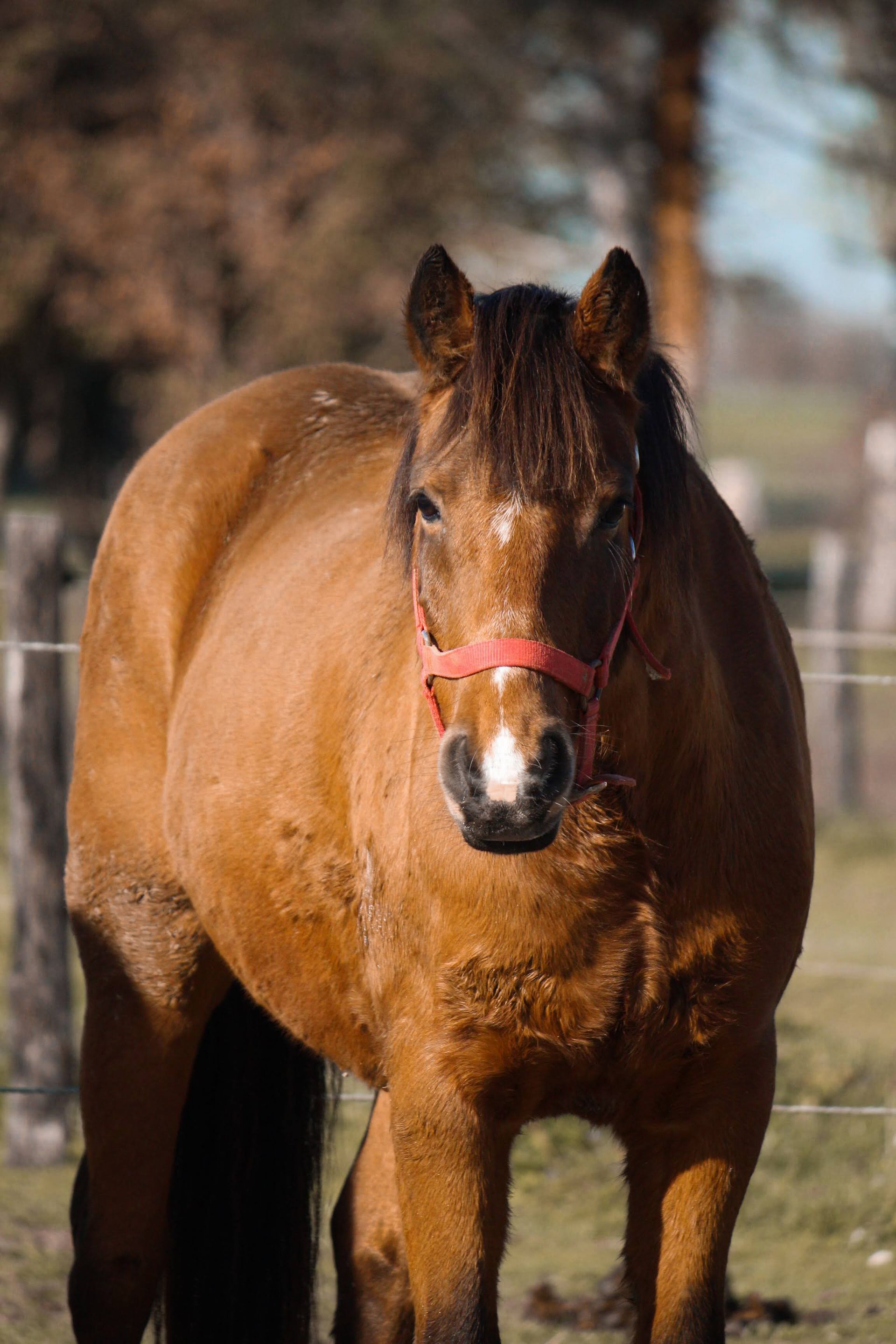 Poney