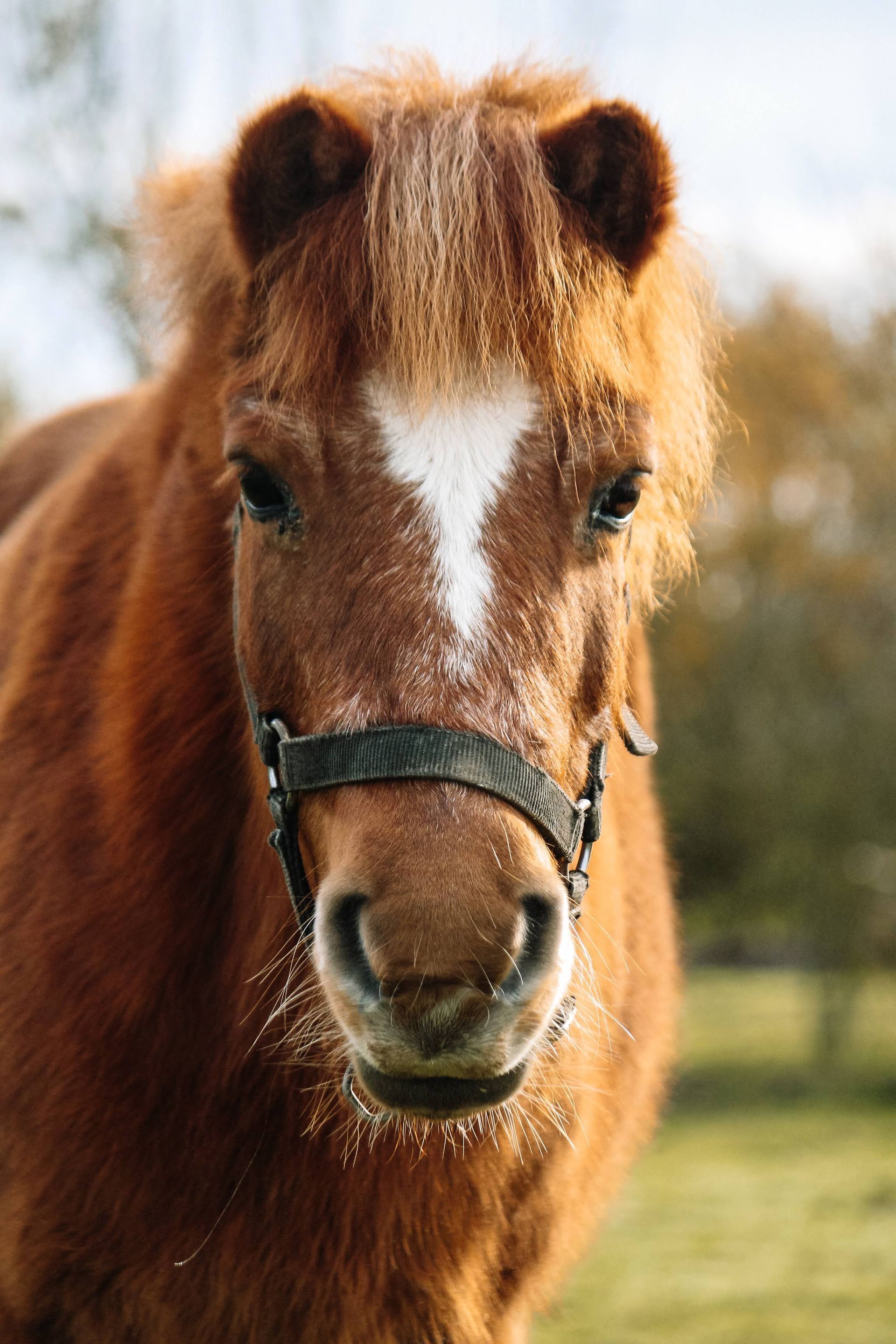 Petit ponette