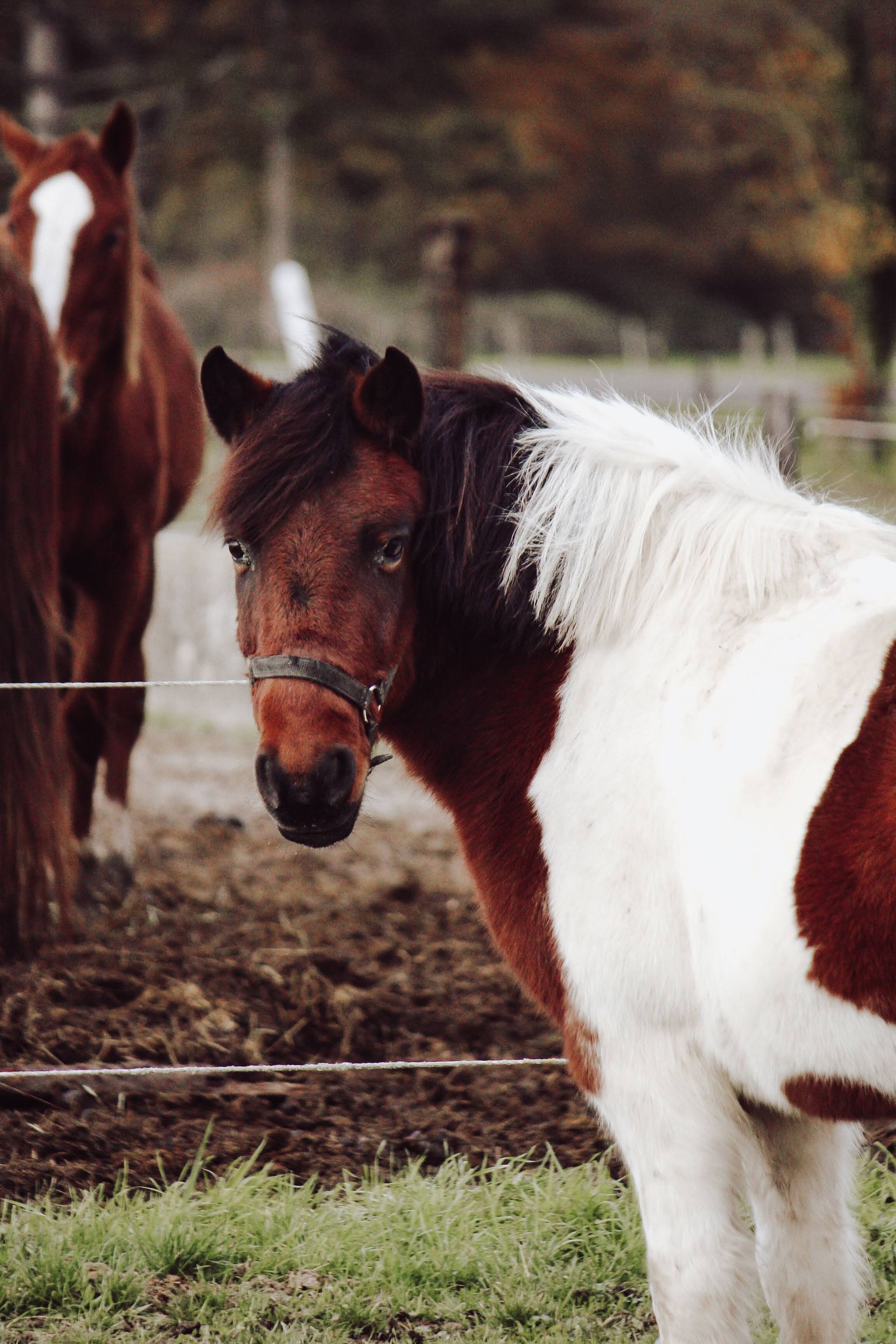 Poney