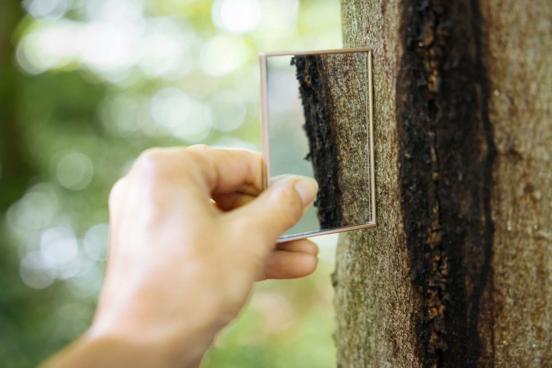 Teamzusammenhalt, die wächst – mit Waldfulness