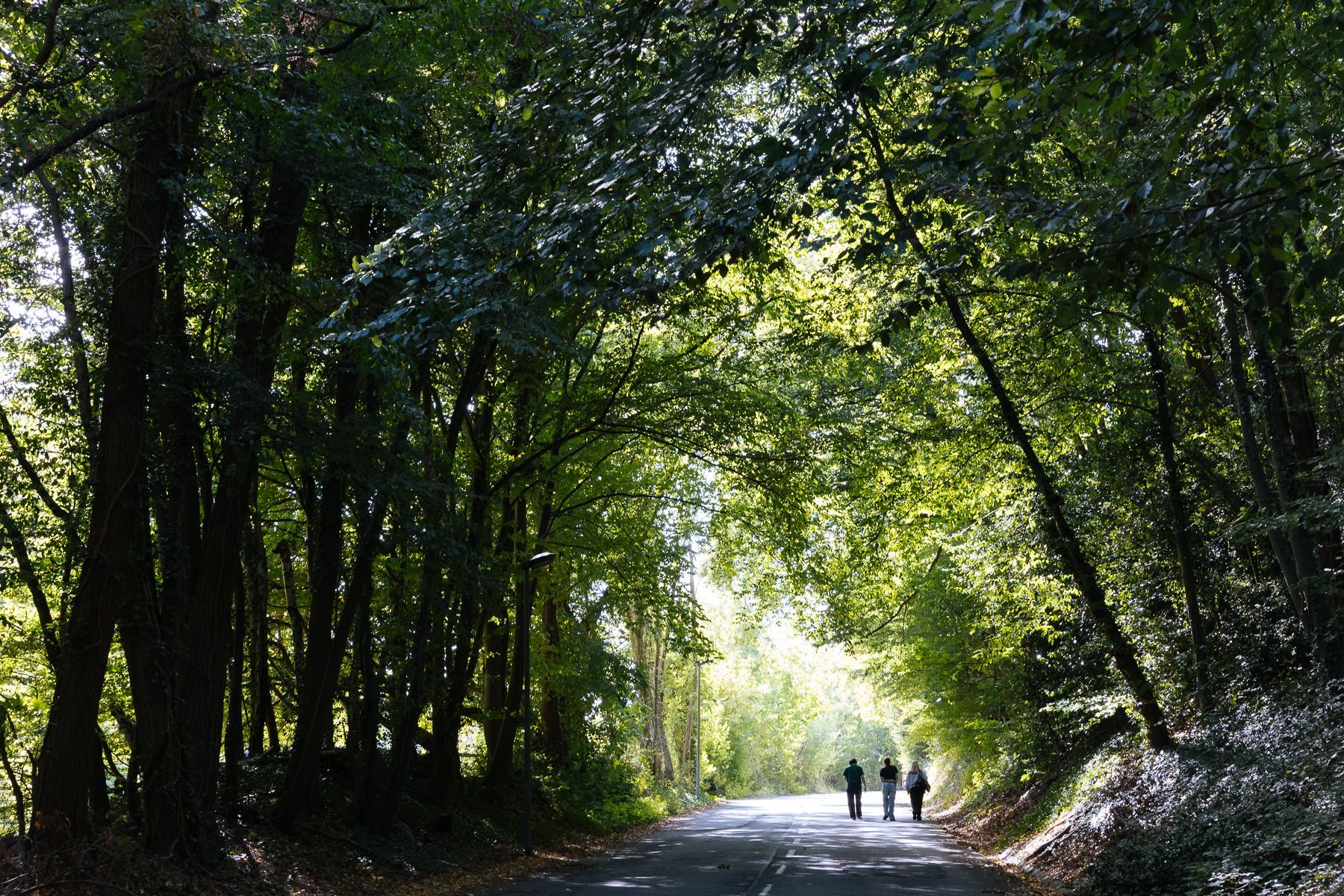 Waldfulness Resilienz Workshops finden mitten in der Natur statt in Köln und Umgebung.