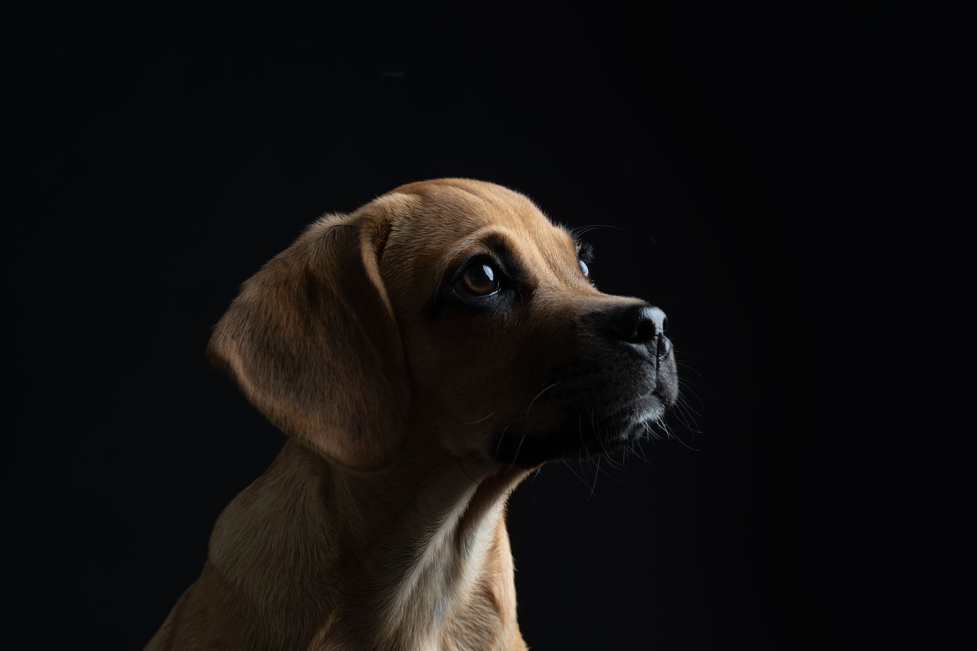 Exklusive Studio-Hundefotografie