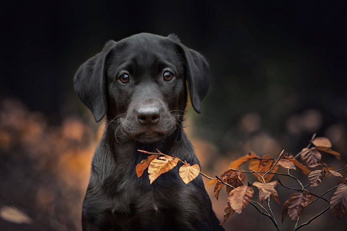 Outdoor-Hundeportrait in der Natur