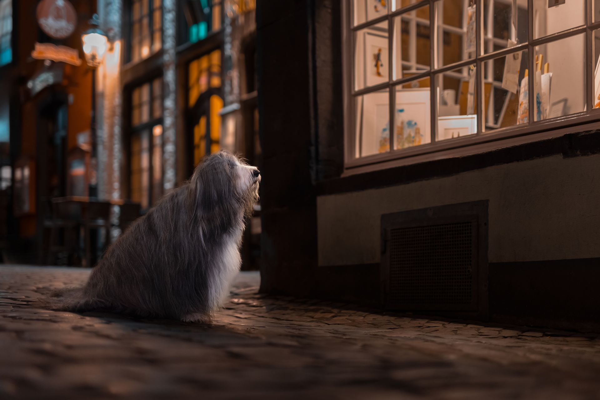 Nightwalker Hundefotografie bei Nacht