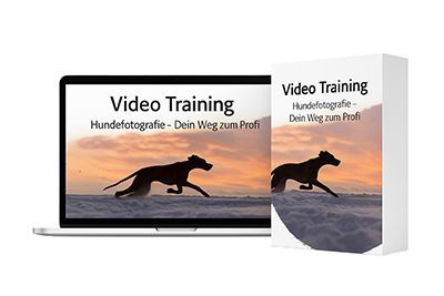 Videotraining zur Hundefotografie