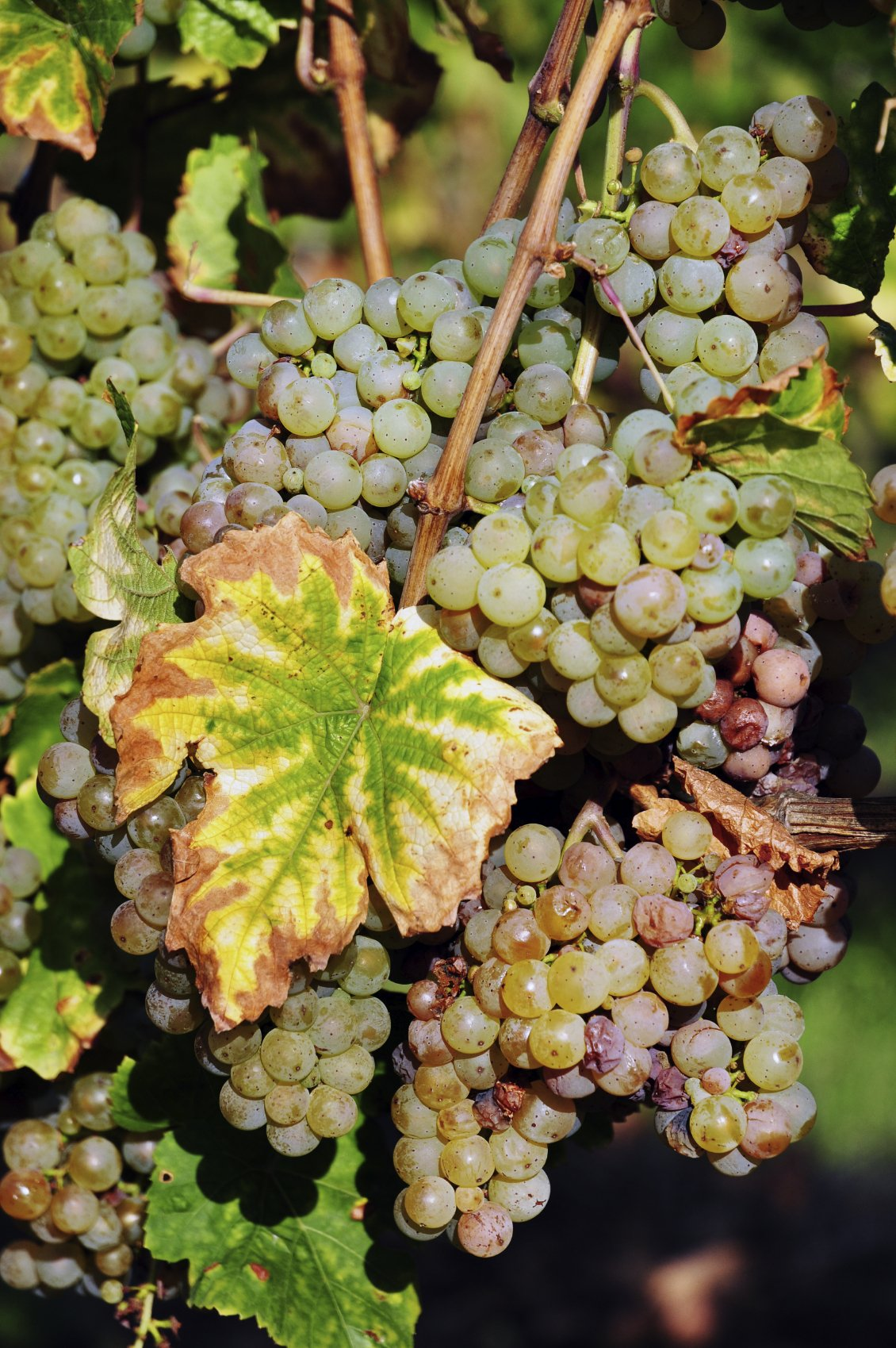 Weingut Rheingau verkauft