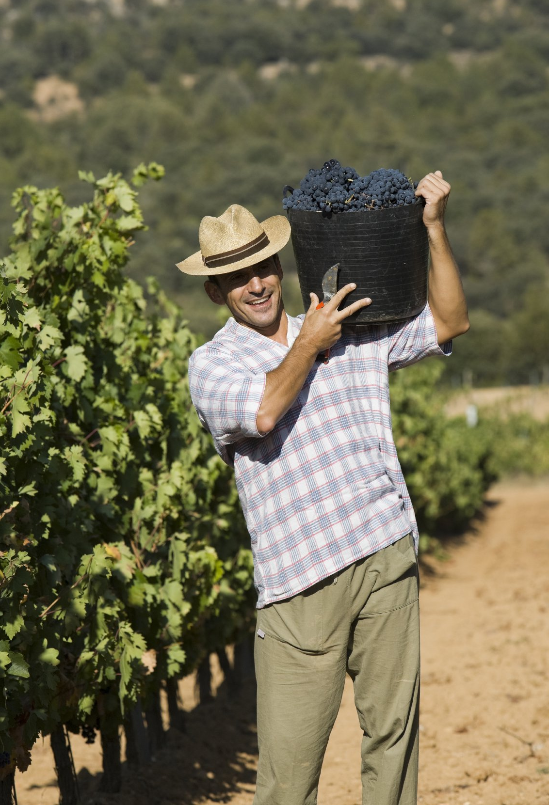 Erhard Heitlinger Weinbusiness - Nachfolger für Weingut finden