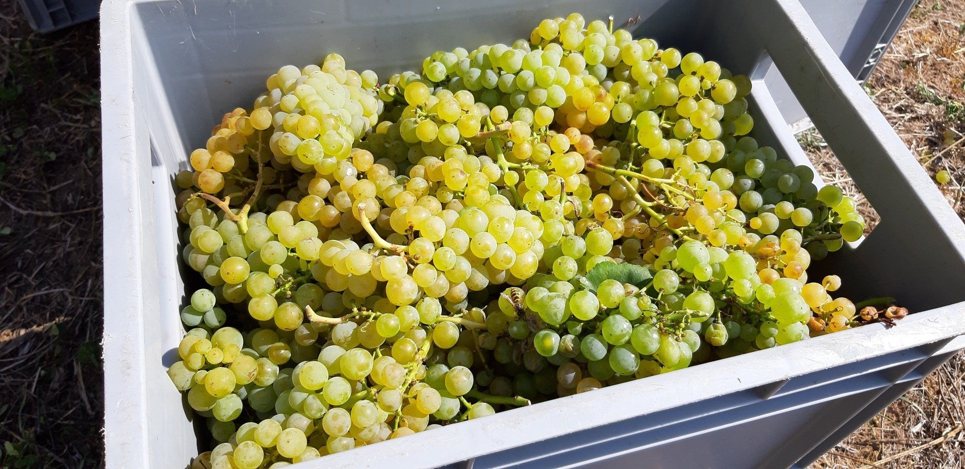 Weingut kaufen Pfalz - Weinlese im Herbst