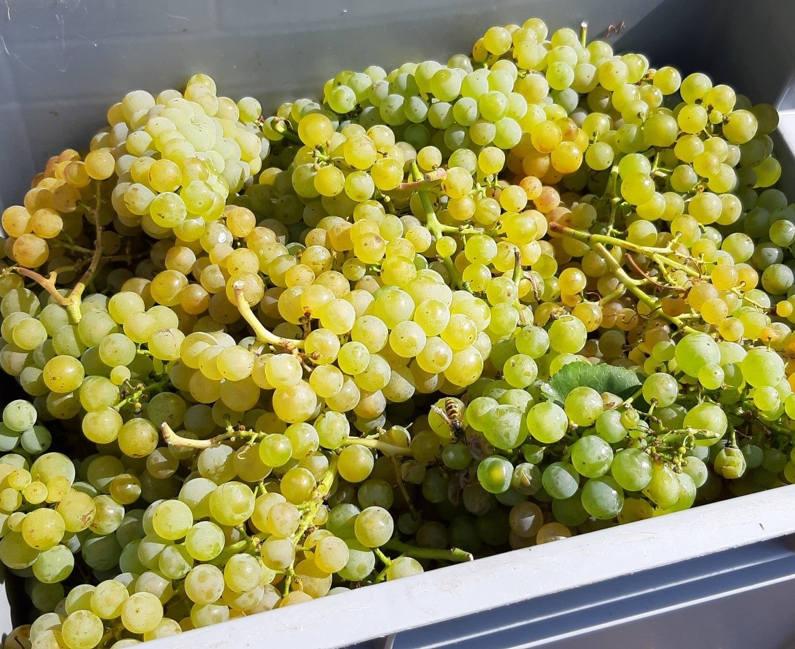 Weingut kaufen in Baden / Markgräflerland - Traubenlese