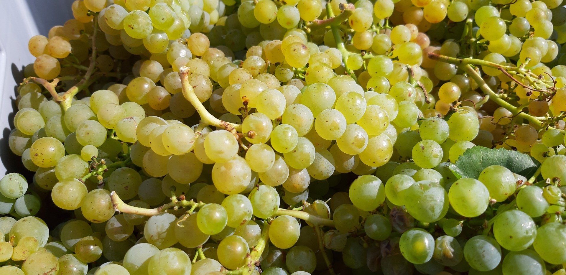 Weinmarketing in Rheinland-Pfalz