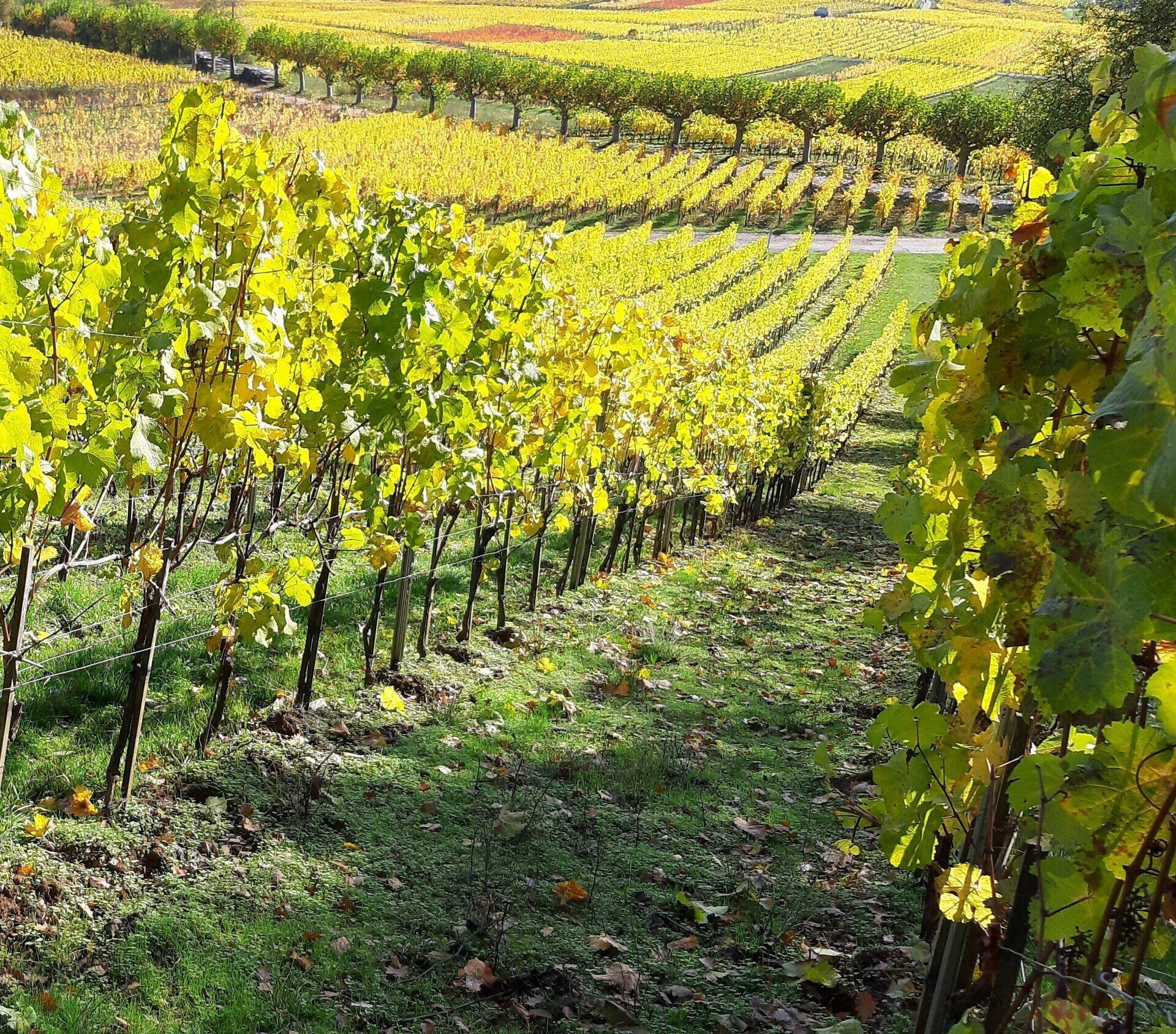 Investor sucht Winzer in Rheinland-Pfalz