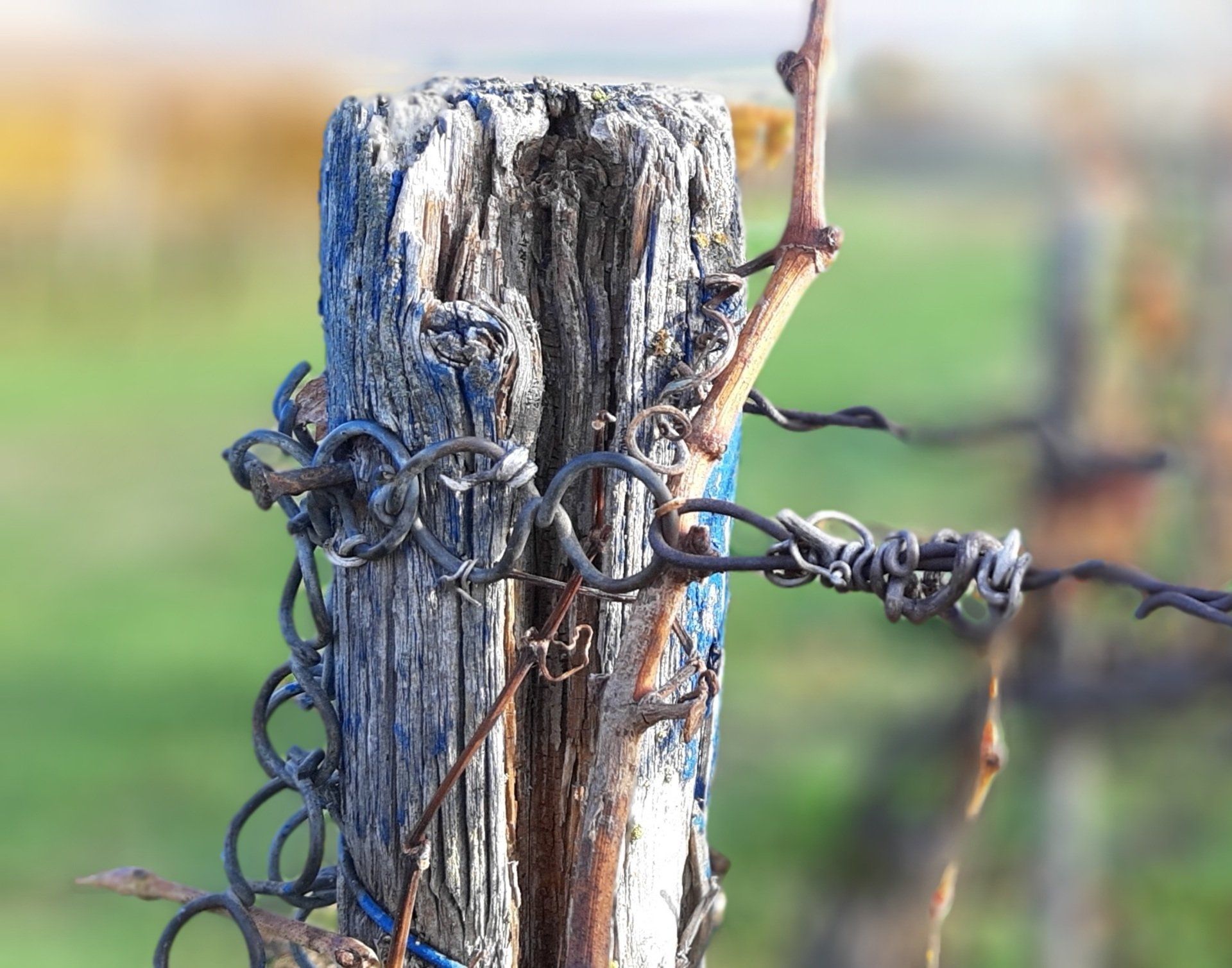 Rebflächen zu verkaufen - Pfalz / MIttelhaardt