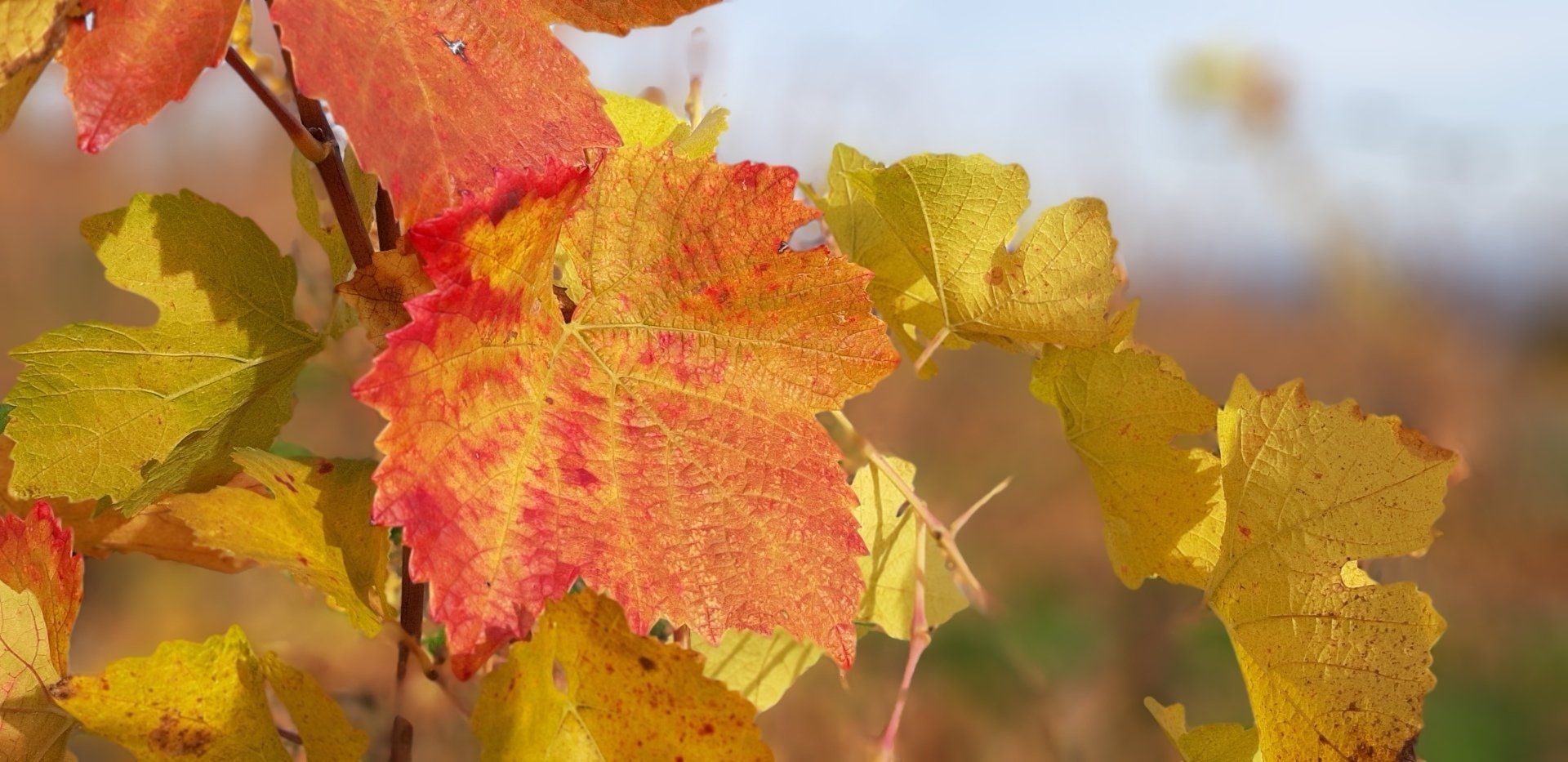 Rebflächen zu verkaufen - Pfalz / MIttelhaardt