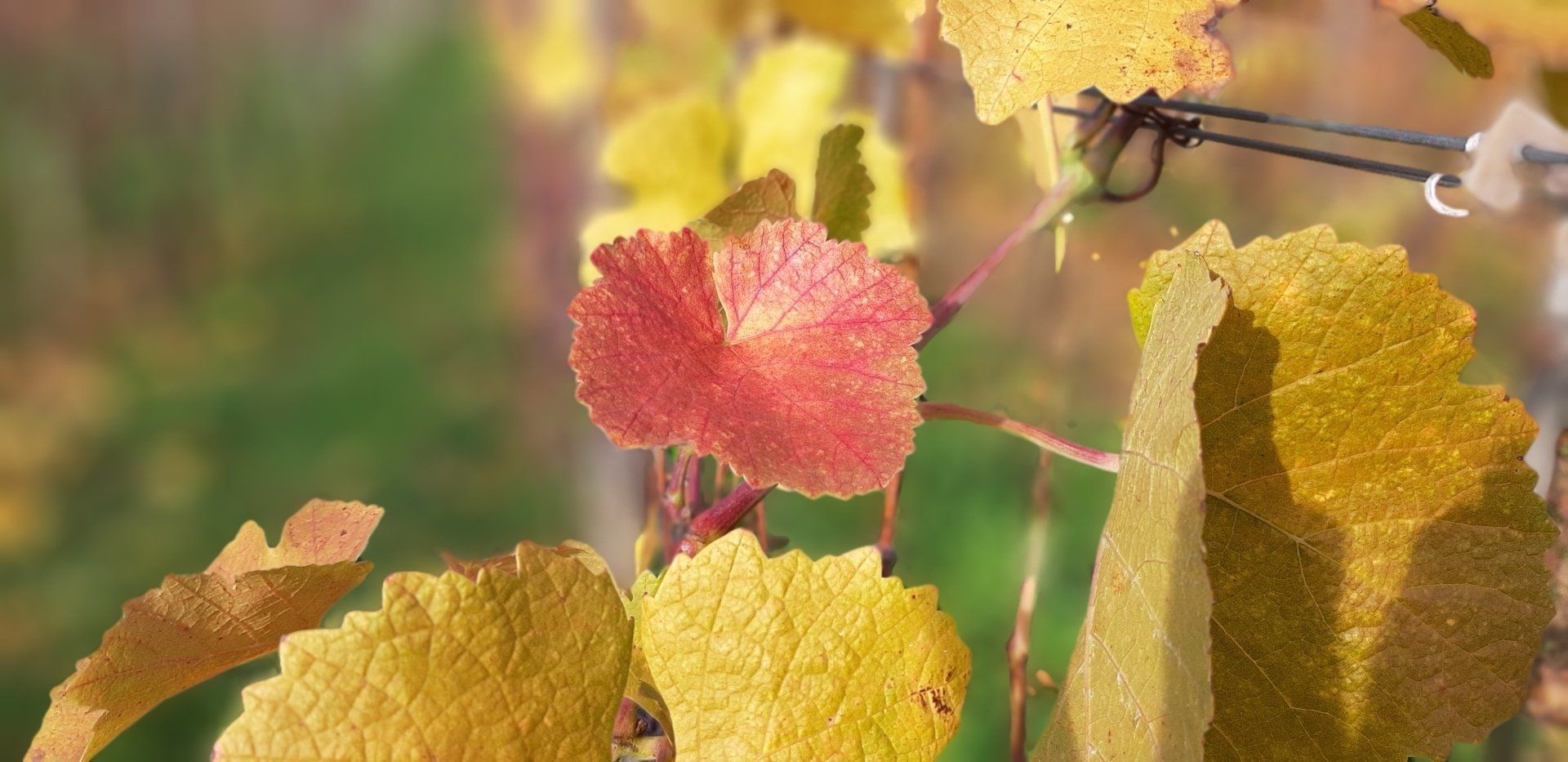 Weingut kaufen Pfalz - rote Weinreben