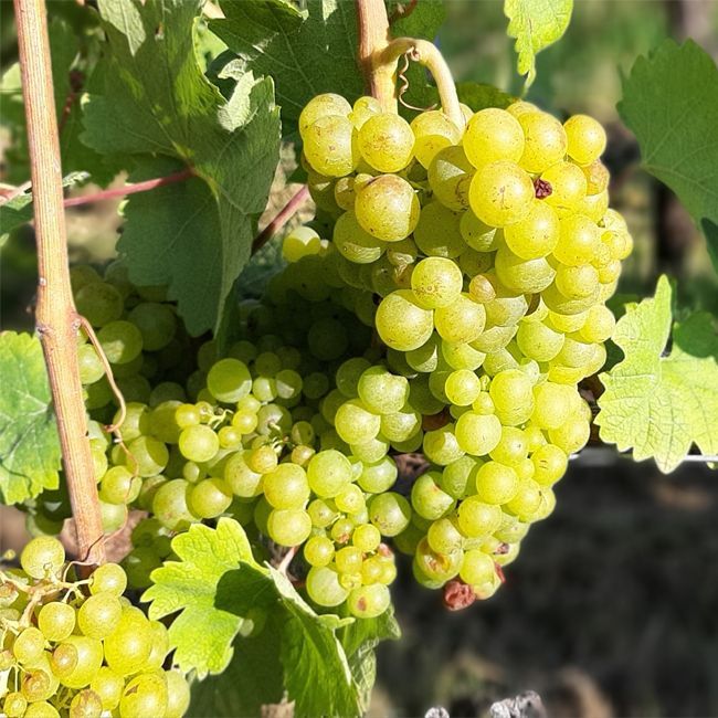 Mosel Weingut kaufen - Riesling