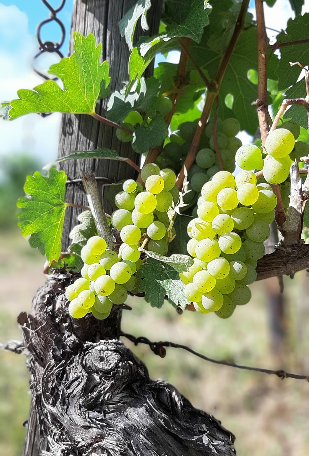 Erhard Heitlinger Weinbusiness - Beratung