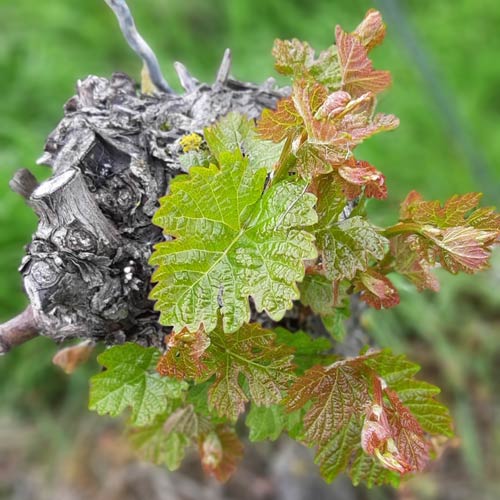 Investor sucht Winzer in Baden