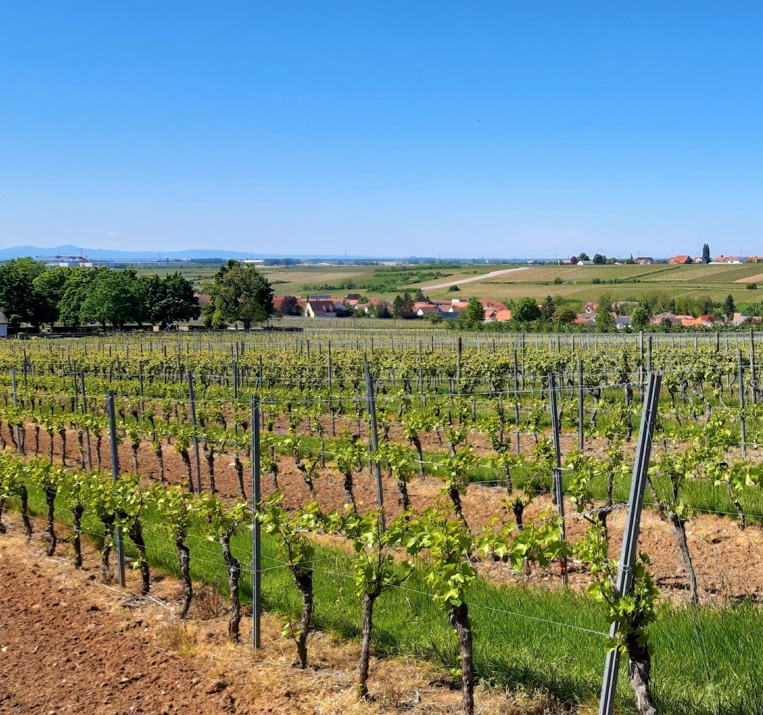 Rebflächen zu verkaufen - Pfalz / MIttelhaardt