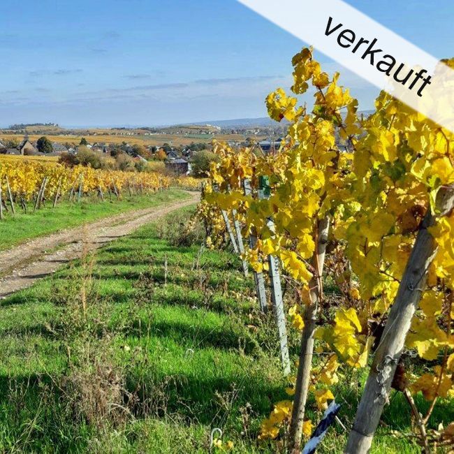 Pfalz/Mittelhaardt: 15 Hektar Rebfläche für Weingutsgründung - verkauft