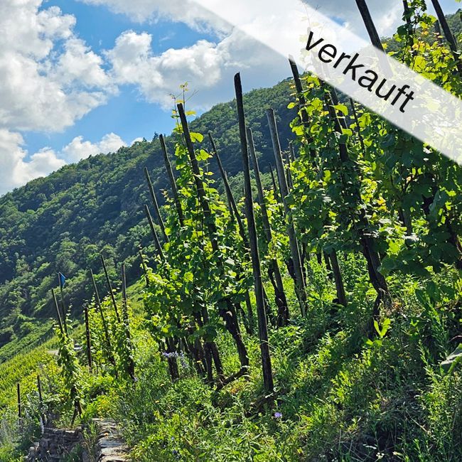 Steillagen-Weingut sucht Nachfolger - Mosel