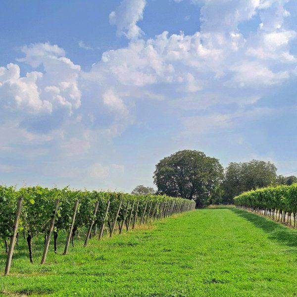 Weingut mit ca. 7 ha Rebfläche zu verkaufen