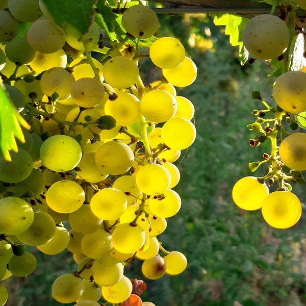 Weingut kaufen Mosel - Rieslingtrauben