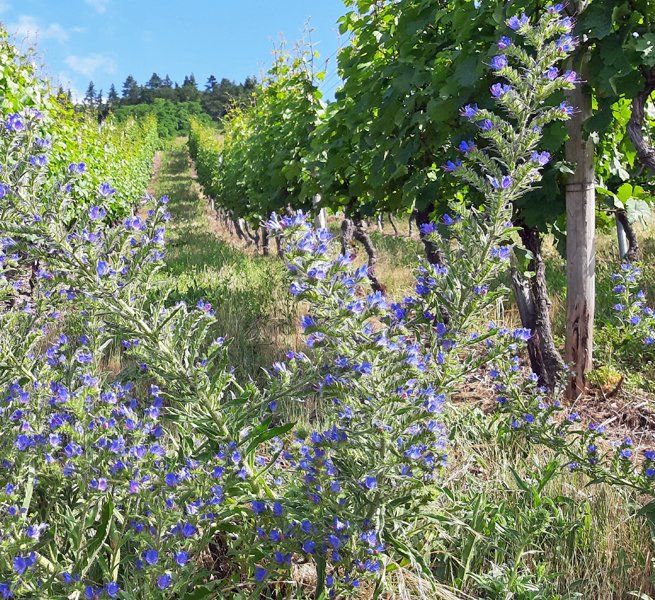 Weingut kaufen Mosel - Blumen im Weinberg