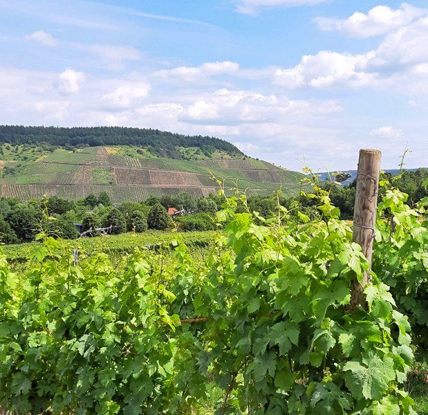 Weingut kaufen Mosel - Blick auf Rebflächen