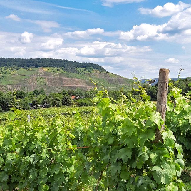 Mosel: Grand Cru Weingut kaufen mit 5 Hektar Rebflächen