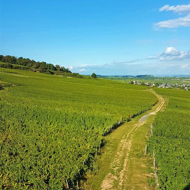 Weingut mit 6 Hektar im Rheingau zu verkaufen