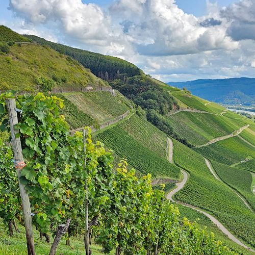 Weingut kaufen Mosel - Terroir